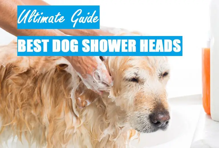 The 7 Best Dog Shower Heads (Buyer's Guide)
