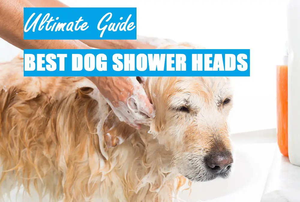 The 7 Best Dog Shower Heads Buyer S Guide