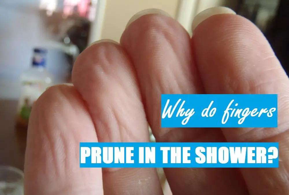 Why do fingers prune in the shower and bath? Shower Maestro